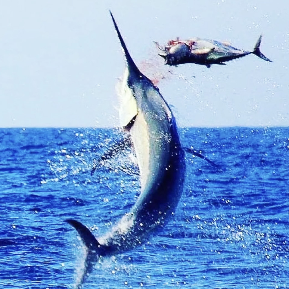 BigFatTuna-Big-game-fishing-maldives-sportsfishing-maldives-6