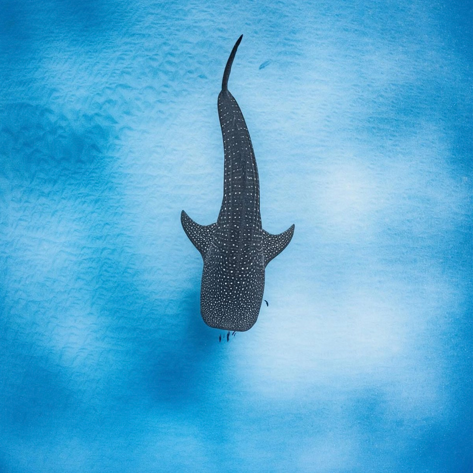 BigFatTuna-Big-game-fishing-maldives-sportsfishing-maldives-the-boat-gallery-1